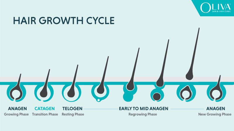 hair growth cycle